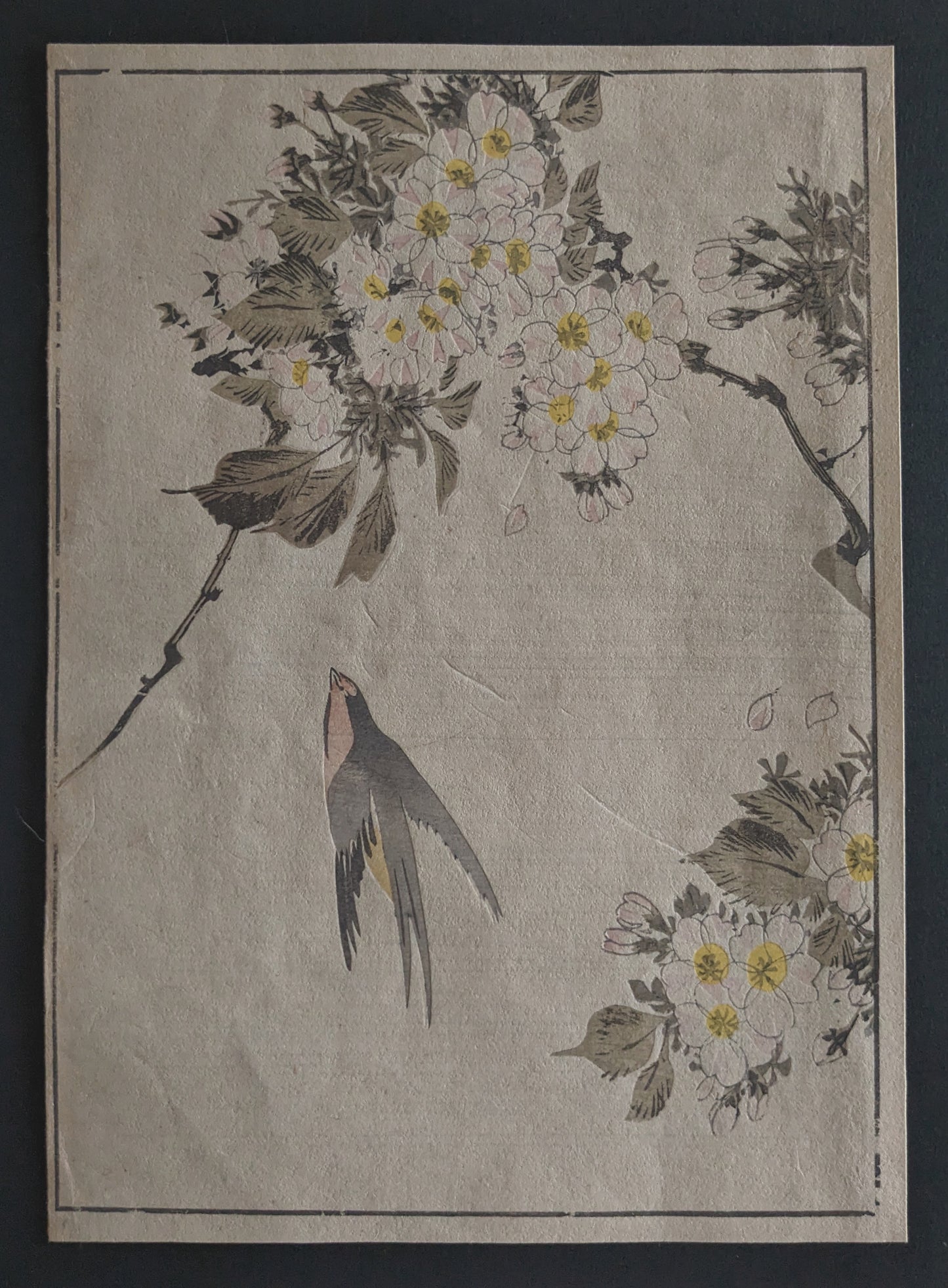 Vintage Japanese woodblock printed picture: 1900's, sakura/cherry blossoms and a swallow