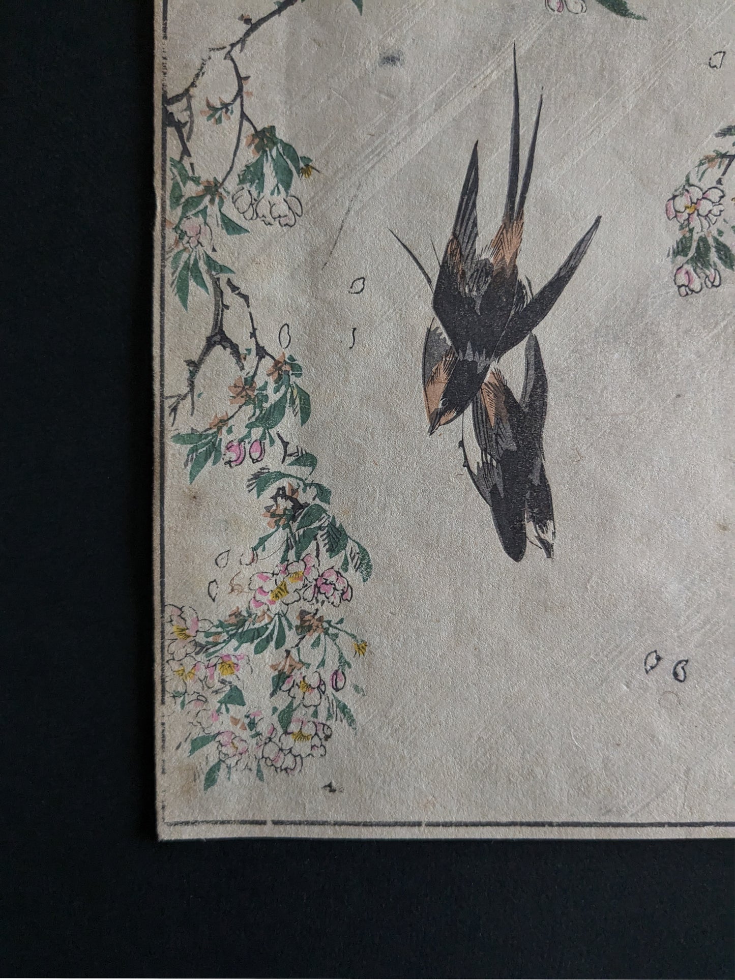 Vintage Japanese woodblock printed picture: 1900s, sakura/cherry blossoms and a pair of swallows