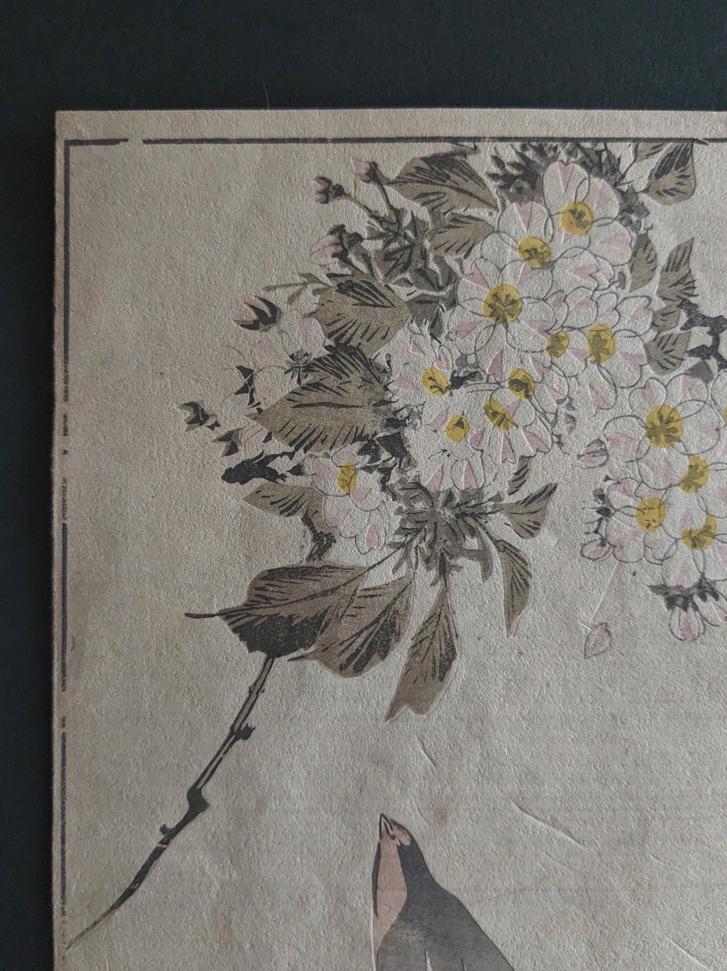 Vintage Japanese woodblock printed picture: 1900's, sakura/cherry blossoms and a swallow