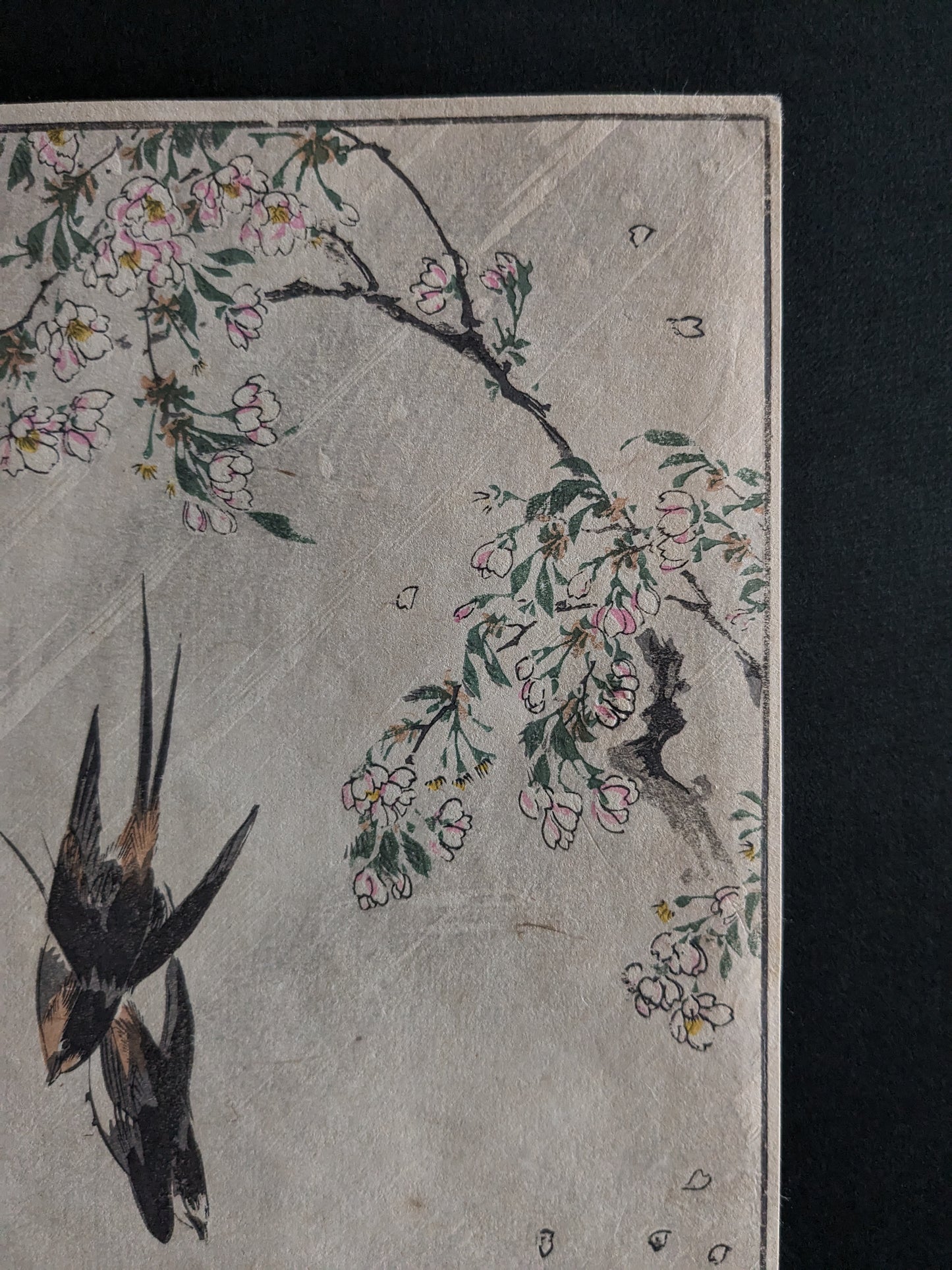 Vintage Japanese woodblock printed picture: 1900s, sakura/cherry blossoms and a pair of swallows