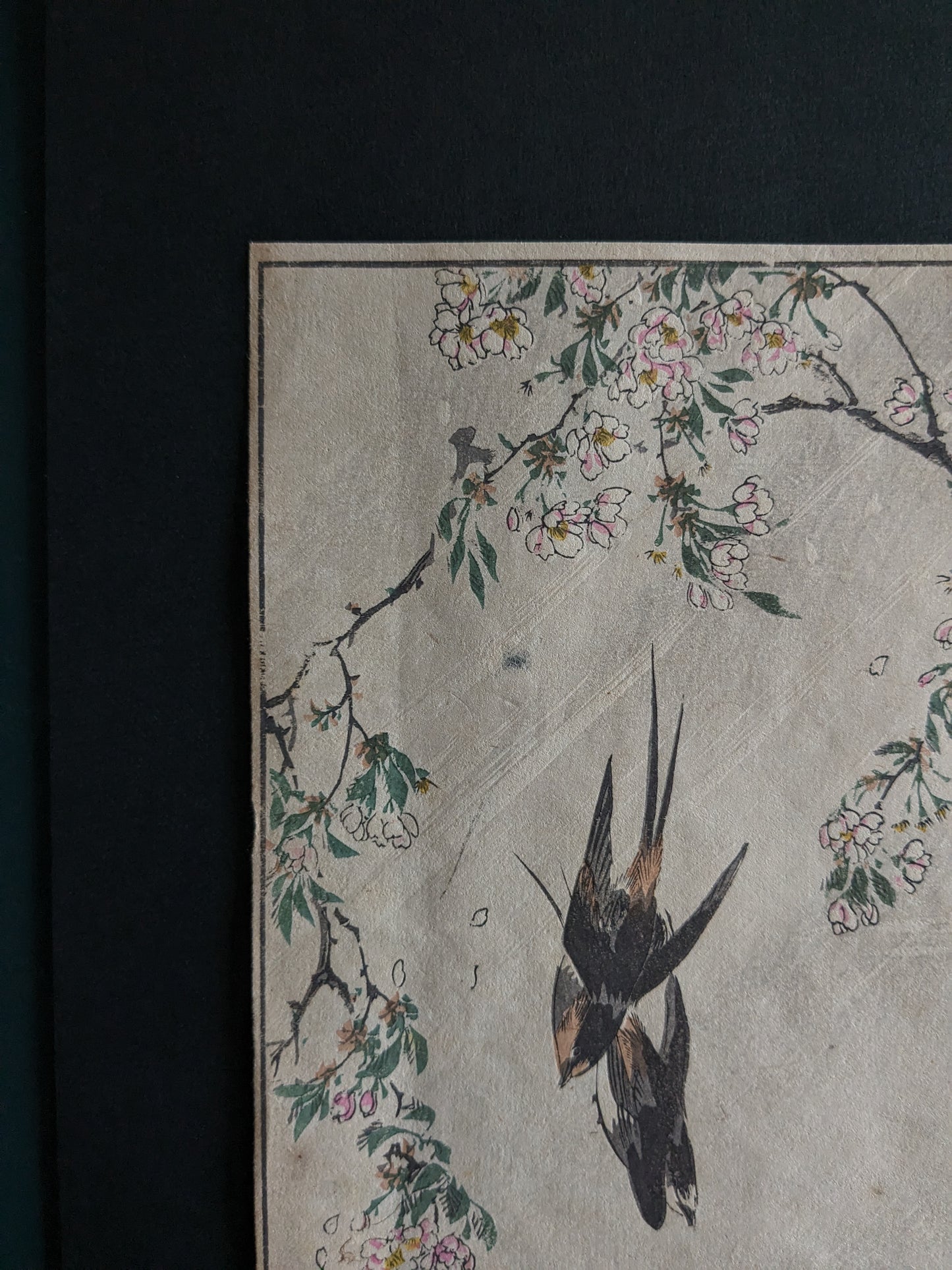 Vintage Japanese woodblock printed picture: 1900s, sakura/cherry blossoms and a pair of swallows