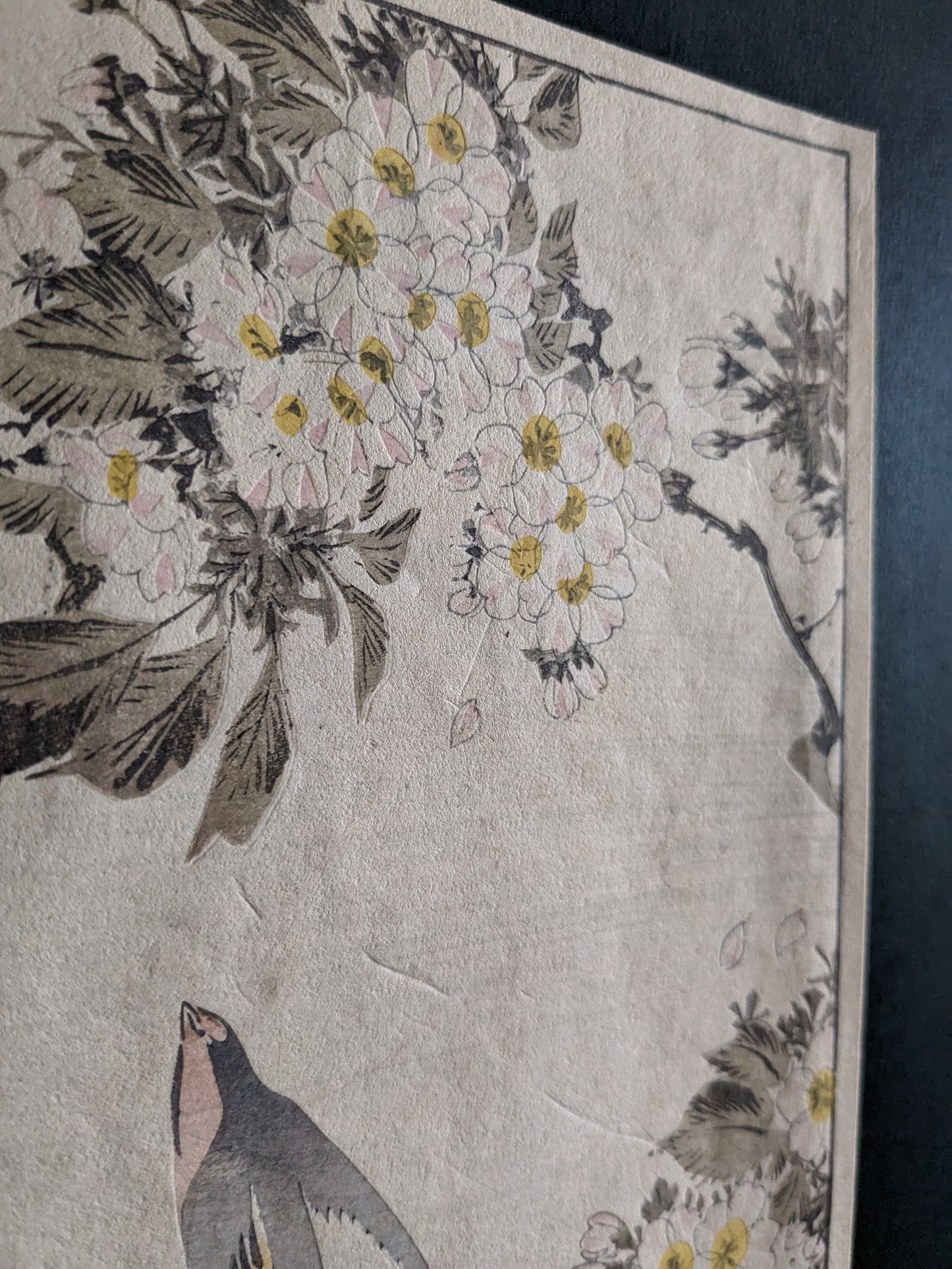 Vintage Japanese woodblock printed picture: 1900's, sakura/cherry blossoms and a swallow